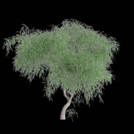 Photo for 3d illustration of Schinus molle tree isolated on black background - Royalty Free Image