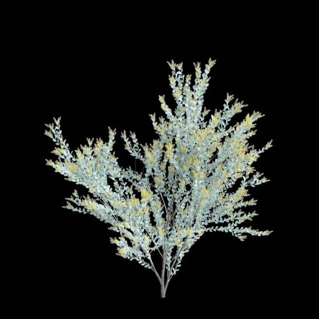 Foto de 3d ilustración de Acacia podalyriifolia árbol aislado sobre fondo negro - Imagen libre de derechos