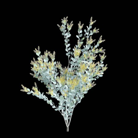 Téléchargez les photos : Illustration 3D d'Acacia podalyriifolia isolé sur fond noir - en image libre de droit