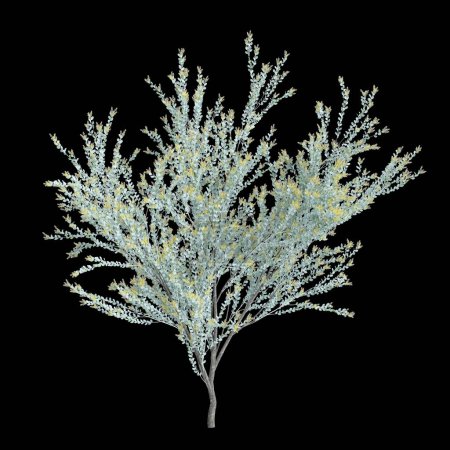 Foto de 3d ilustración de Acacia podalyriifolia árbol aislado sobre fondo negro - Imagen libre de derechos