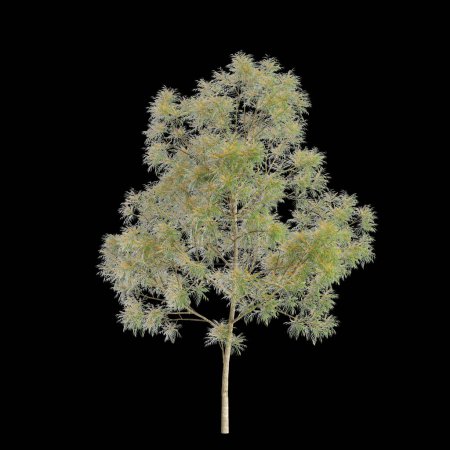 Foto de 3d ilustración de Grevillea robusta árbol aislado sobre fondo negro - Imagen libre de derechos