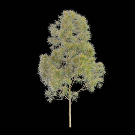 Foto de 3d ilustración de Grevillea robusta árbol aislado sobre fondo negro - Imagen libre de derechos