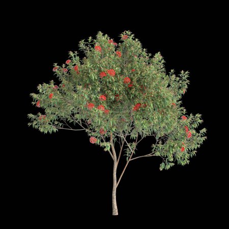 Photo for 3d illustration of Corymbia ficifolia tree isolated on black background - Royalty Free Image
