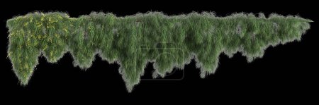 Foto de 3d ilustración de planta colgante Acacia cognata aislado sobre fondo negro - Imagen libre de derechos