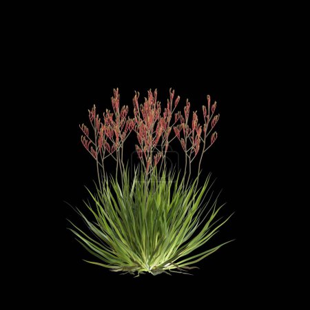 Foto de 3d ilustración de Anigozanthos flavidus arbusto aislado sobre fondo negro - Imagen libre de derechos