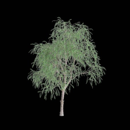 Photo for 3d illustration of Schinus tree isolated on black background - Royalty Free Image