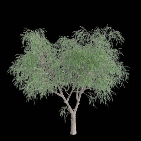 Photo for 3d illustration of Schinus tree isolated on black background - Royalty Free Image