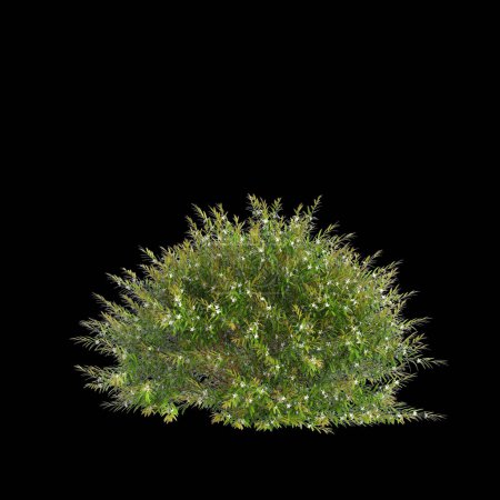 Téléchargez les photos : Illustration 3D du buisson Austromyrtus tenuifolia isolé sur fond noir - en image libre de droit