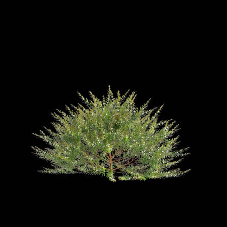 Illustration 3D du buisson Austromyrtus tenuifolia isolé sur fond noir