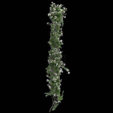 Téléchargez les photos : Illustration 3D de la plante rampante Solanum laxum isolée sur fond noir - en image libre de droit