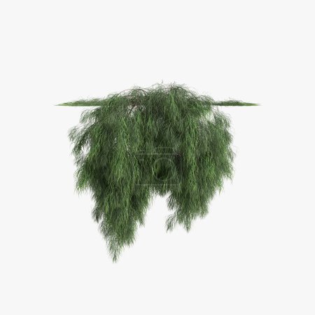 Foto de 3d ilustración de planta colgante Acacia cognata aislado sobre fondo blanco - Imagen libre de derechos