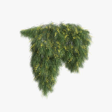 Foto de 3d ilustración de planta colgante Acacia cognata aislado sobre fondo blanco - Imagen libre de derechos
