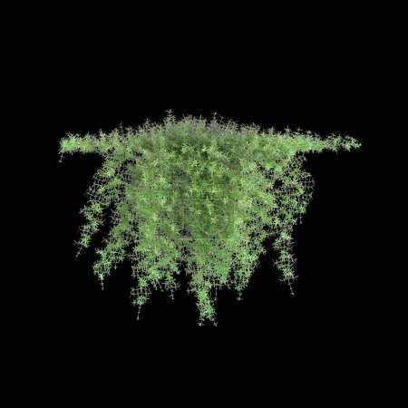 Photo for 3d illustration of hanging plant Asparagus densiflorus isolated on black background - Royalty Free Image