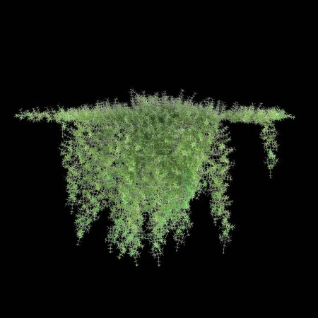 Photo for 3d illustration of hanging plant Asparagus densiflorus isolated on black background - Royalty Free Image