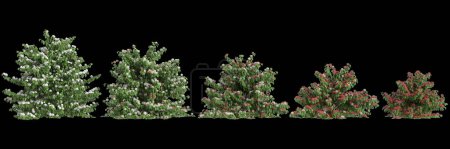 Photo for 3d illustration of set Buxus sempervirens bush isolated on black background - Royalty Free Image