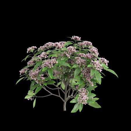 Photo for 3d illustration of Kalmia latifolia bush isolated on black background - Royalty Free Image