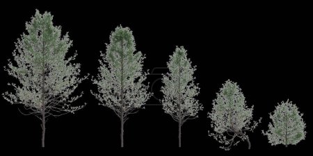 Foto de 3d ilustración de conjunto Pseudotsuga menziesii árbol aislado sobre fondo blanco - Imagen libre de derechos