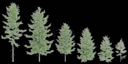 Foto de Ilustración 3d del conjunto Tsuga heterophylla árbol aislado sobre fondo blanco - Imagen libre de derechos
