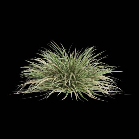 Photo for 3d illustration of Carex morrowii bush isolated on black background - Royalty Free Image