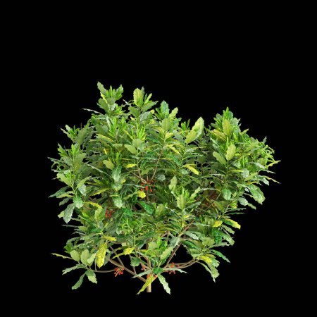 Foto de 3d ilustración de Aucuba japonica arbusto aislado sobre fondo negro - Imagen libre de derechos