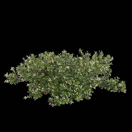 Foto de 3d ilustración de Arctostaphylos arbusto aislado sobre fondo negro - Imagen libre de derechos