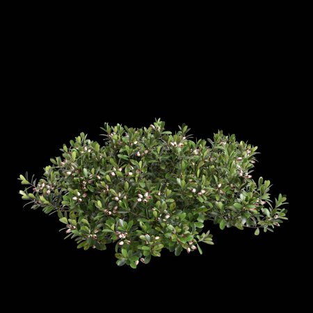 Foto de 3d ilustración de Arctostaphylos arbusto aislado sobre fondo negro - Imagen libre de derechos