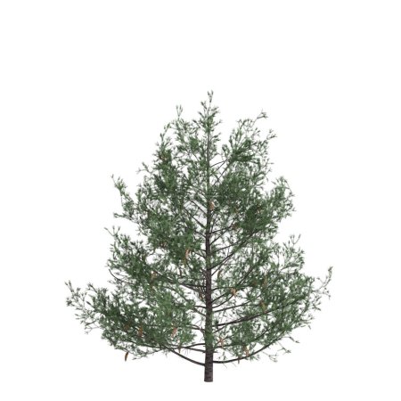 Foto de 3d ilustración de Pseudotsuga menziesii árbol aislado sobre fondo blanco - Imagen libre de derechos