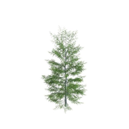 Foto de 3d ilustración de Tsuga heterophylla árbol aislado sobre fondo blanco - Imagen libre de derechos
