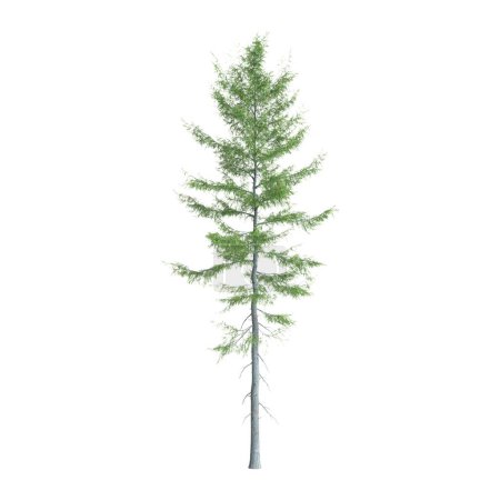 Foto de 3d ilustración de Tsuga heterophylla árbol aislado sobre fondo blanco - Imagen libre de derechos