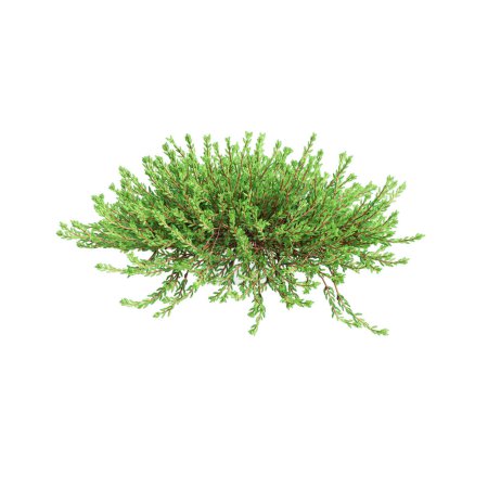 3D Illustration von Empetrum nigrum hängende Pflanze isoliert auf weißem Hintergrund