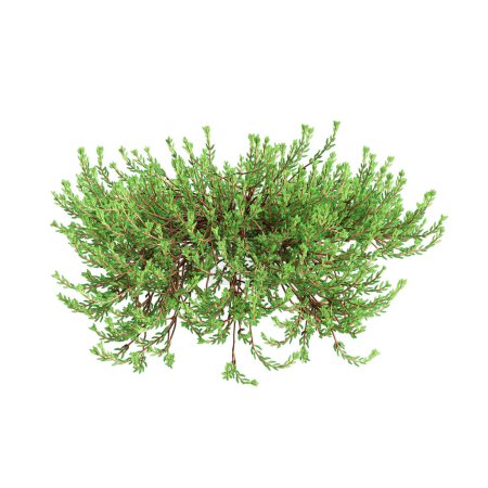 3D Illustration von Empetrum nigrum hängende Pflanze isoliert auf weißem Hintergrund