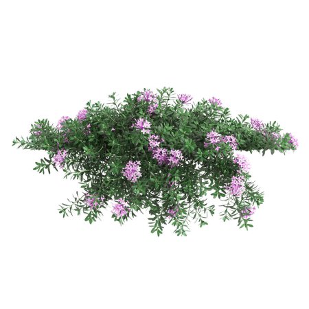 3D Illustration von Daphne cneorum hängende Pflanze isoliert auf weißem Hintergrund