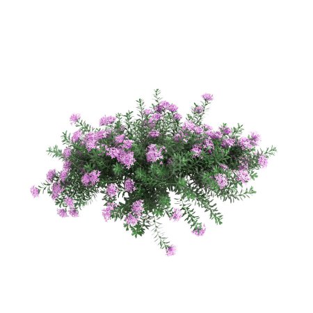 3D Illustration von Daphne cneorum hängende Pflanze isoliert auf weißem Hintergrund