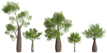 Illustration 3D de l'arbre Brachychiton rupestris isolé sur fond noir