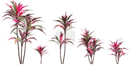 3d illustration of set Cordyline fruticosa tree isolated on black background