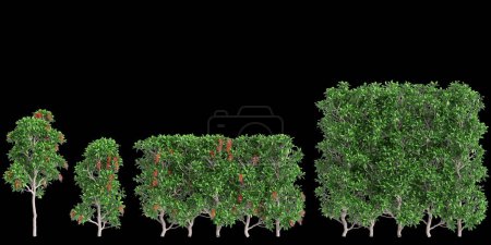 3d illustration of set Viburnum odoratissimum treeline isolated on white background