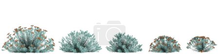 3d illustration of set Euphorbia Blue Haze bush isolated on white background