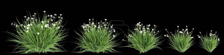 3D-Illustration von Set Dietes grandiflora Busch isoliert auf schwarzem Hintergrund