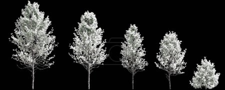 3D-Illustration von Set Pseudotsuga menziesii schneebedeckter Baum isoliert auf schwarzem Hintergrund