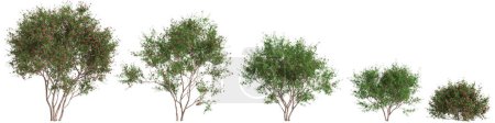 Foto de 3d ilustración de conjunto Leptospermum scoparium árbol aislado sobre fondo blanco - Imagen libre de derechos