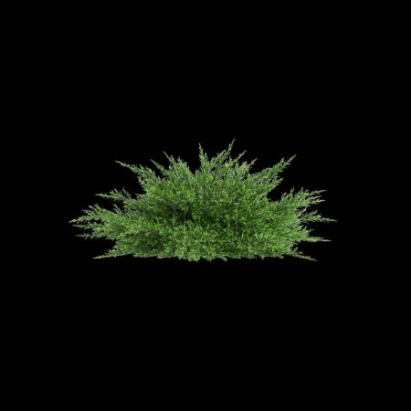 3D Illustration von Juniperus sabina Busch isoliert auf schwarzem Hintergrund