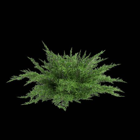 3D Illustration von Juniperus sabina Busch isoliert auf schwarzem Hintergrund