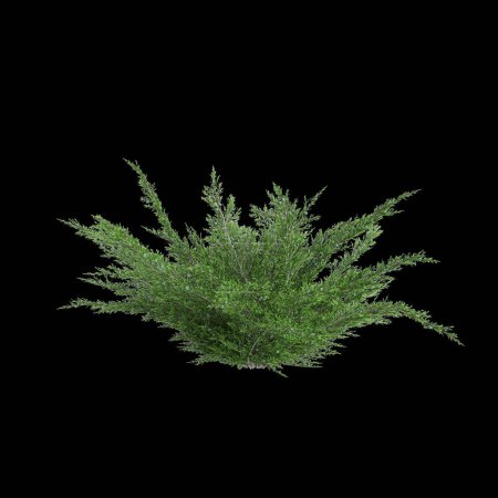Foto de 3d ilustración de Juniperus sabina arbusto aislado sobre fondo negro - Imagen libre de derechos