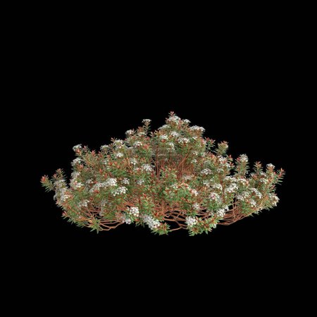 3D-Illustration von Ledum decumbens Busch isoliert auf schwarzem Hintergrund