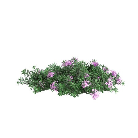 3d illustration of Daphne cneorum bush isolated on white background