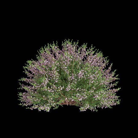 3D-Illustration von Culluna vulgaris Busch isoliert auf schwarzem Hintergrund