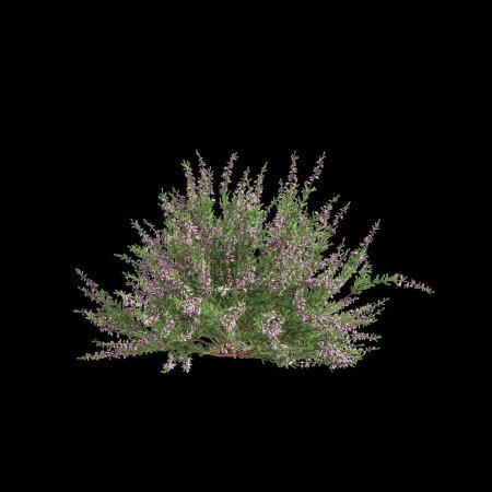 3D-Illustration von Culluna vulgaris Busch isoliert auf schwarzem Hintergrund