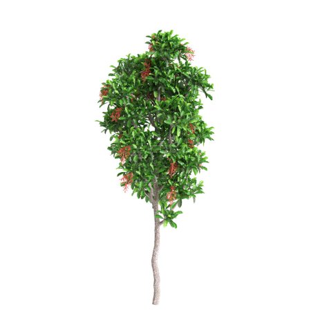 3D Illustration von Viburnum odoratissimum Baum isoliert auf weißem Hintergrund