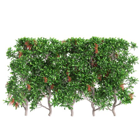 3D-Illustration von Viburnum odoratissimum Baumgrenze isoliert auf weißem Hintergrund