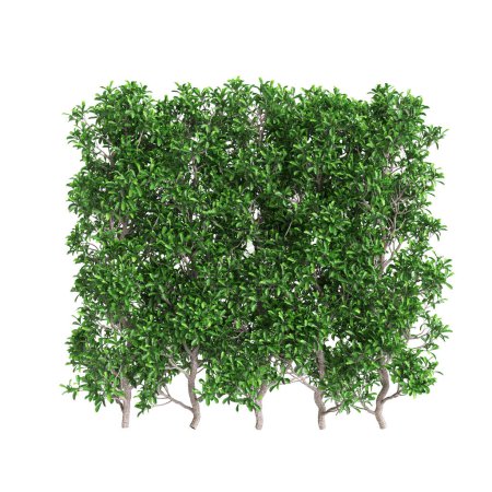 3d illustration of Viburnum odoratissimum treeline isolated on white background